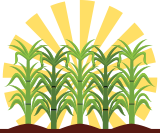 1. Cultivo de la Caña